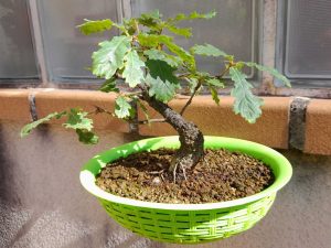 bonsai cultivado en maceta colador