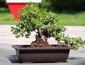 maceta plastico bonsai