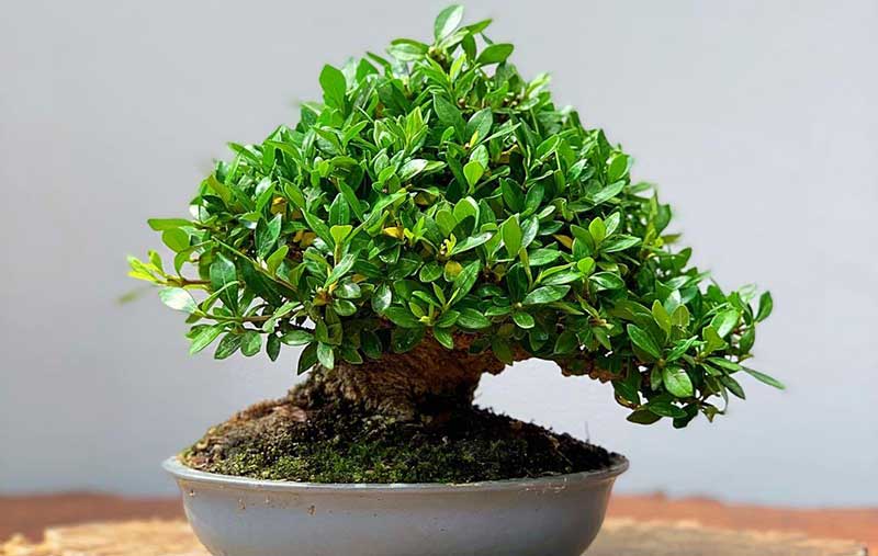 bonsai gardenia jasminoide