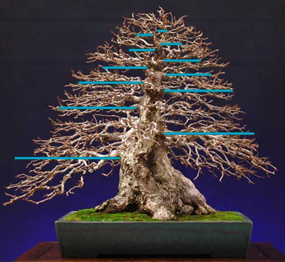 espacio-entre-ramas-bonsai