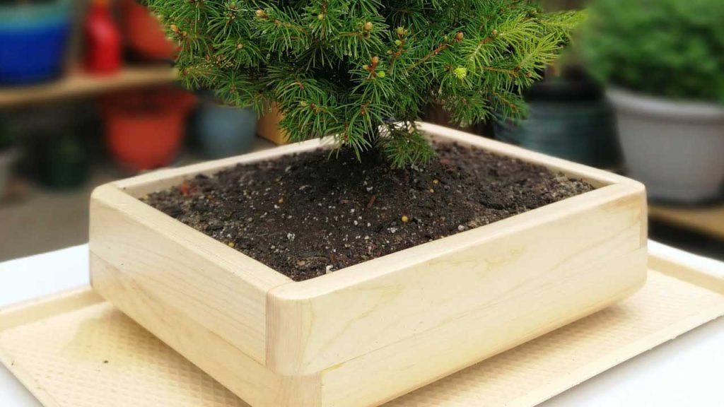 maceta madera bonsai