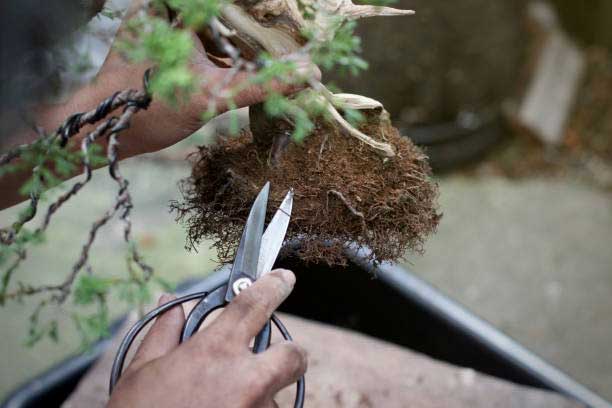 cortar raices bonsai