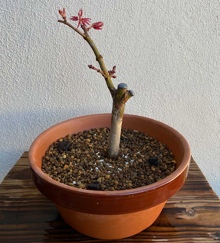 cuidados bonsai despues del trasplante