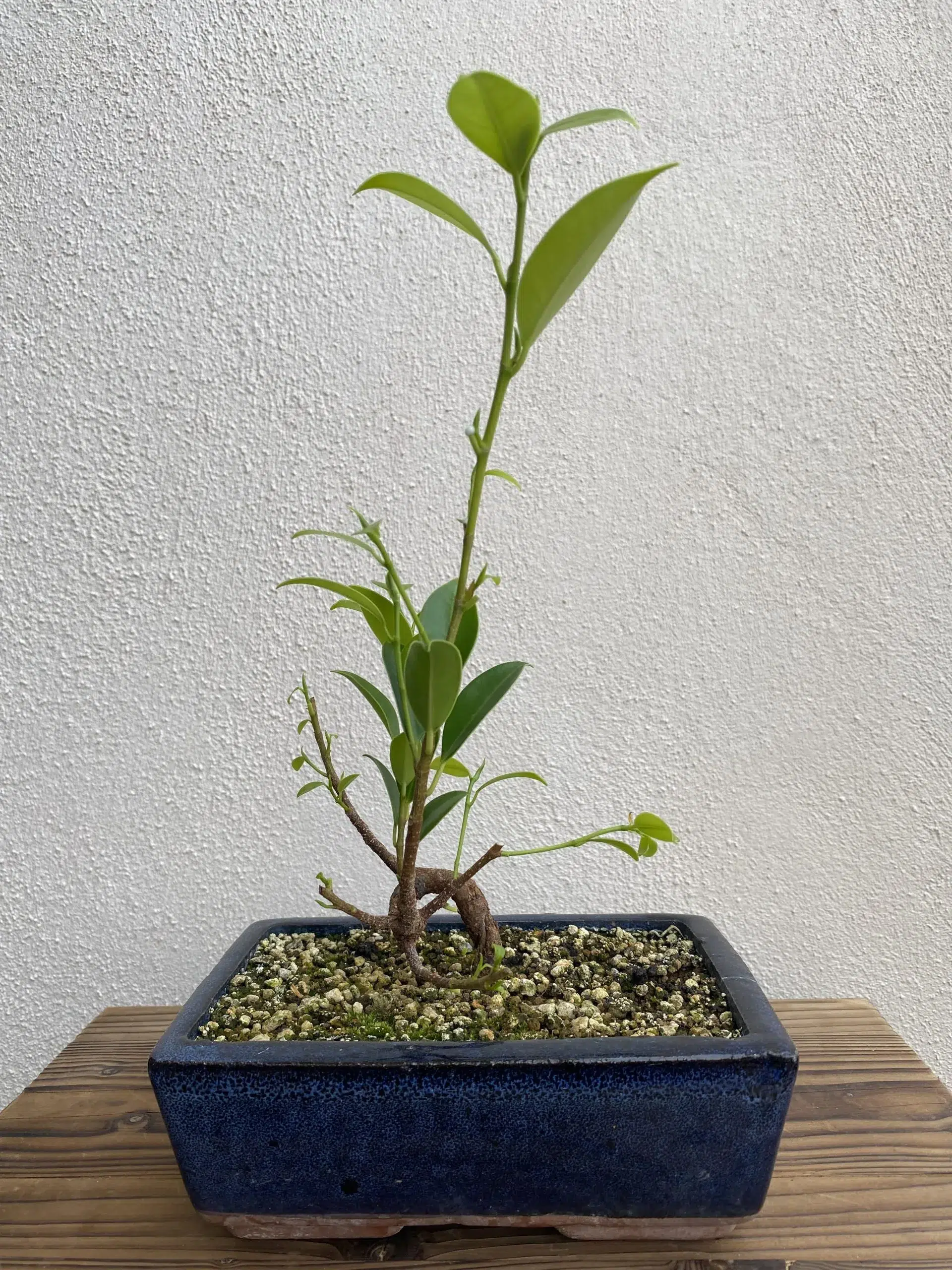 ficus bonsai podado