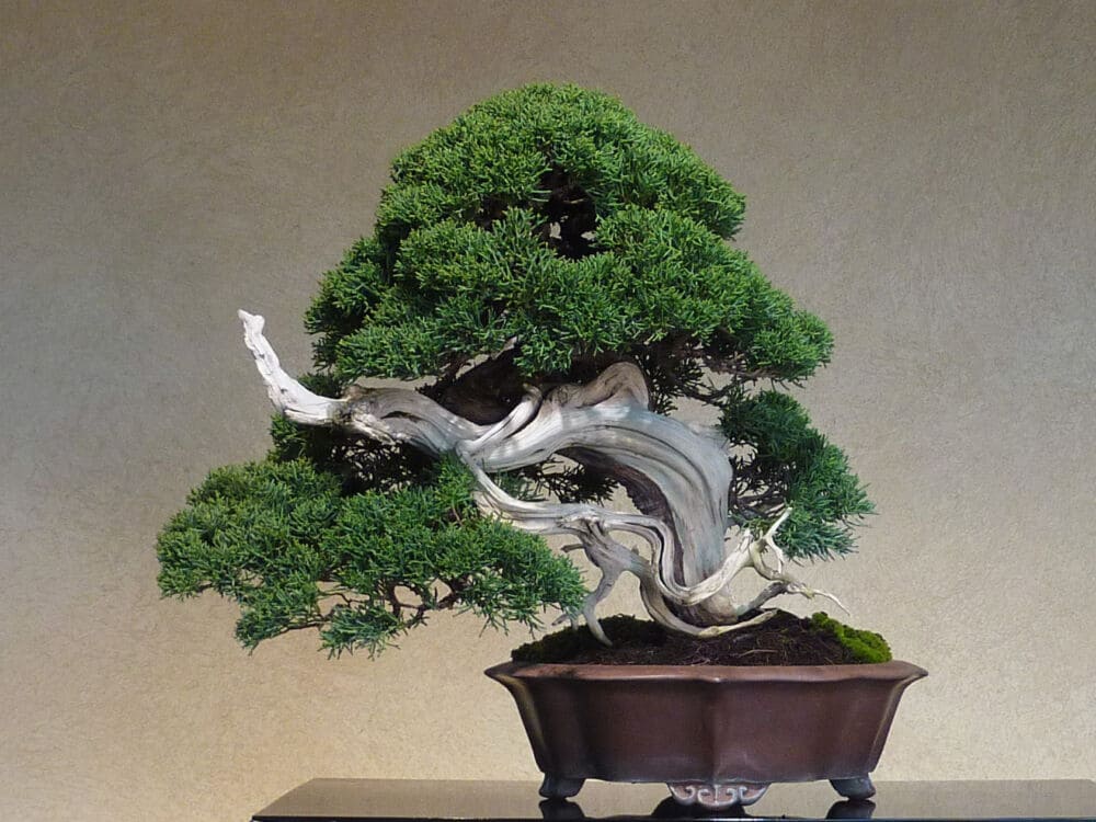 juniperus chinensis bonsai