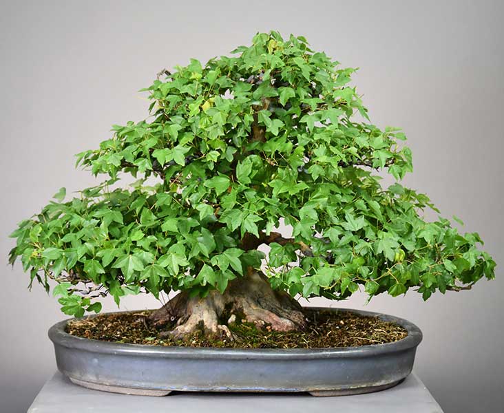 acer buergerianum bonsai