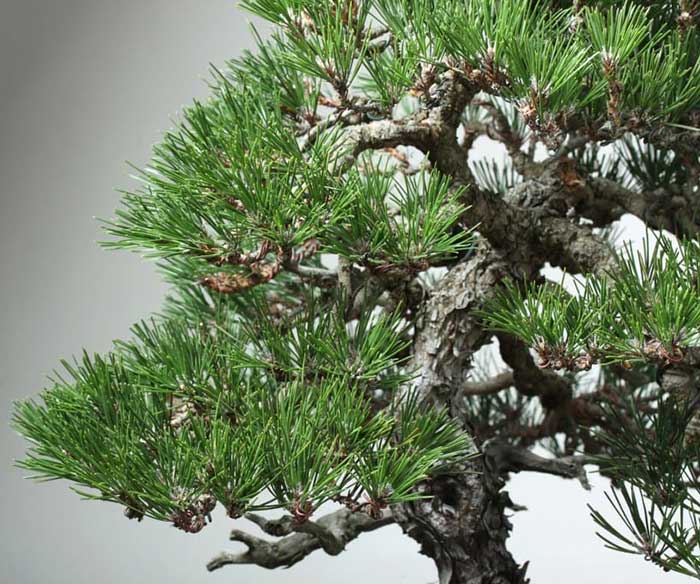 aciculas bonsai pino negro