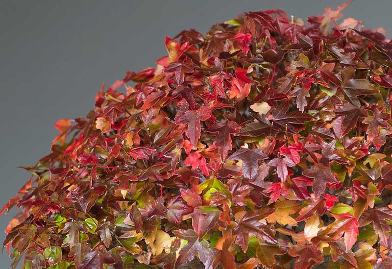 coloración otoñal acer buergerianum bonsai