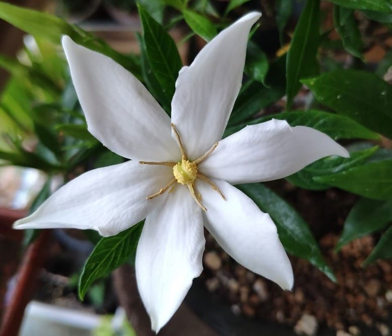 flor gardenia jasminoides