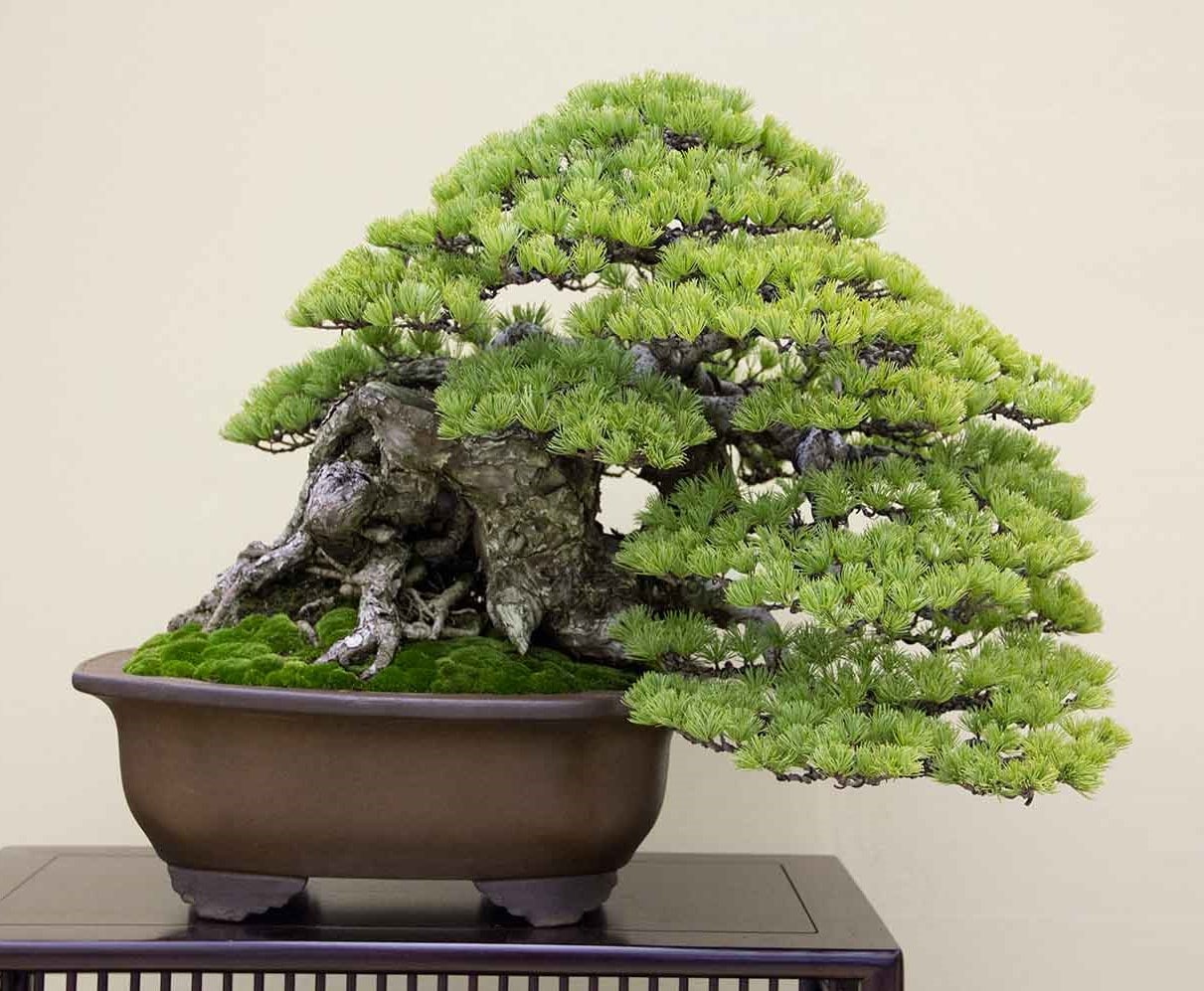pino negro japones bonsai