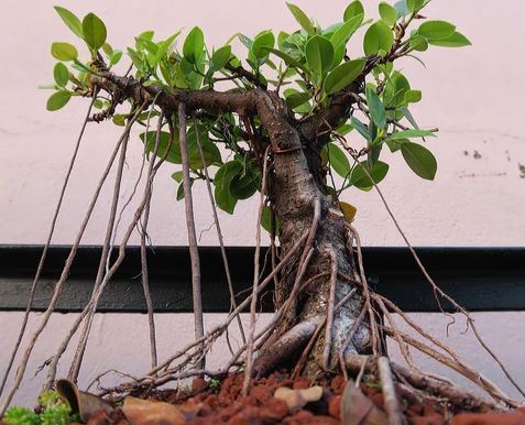raices aereas ficus retusa bonsai