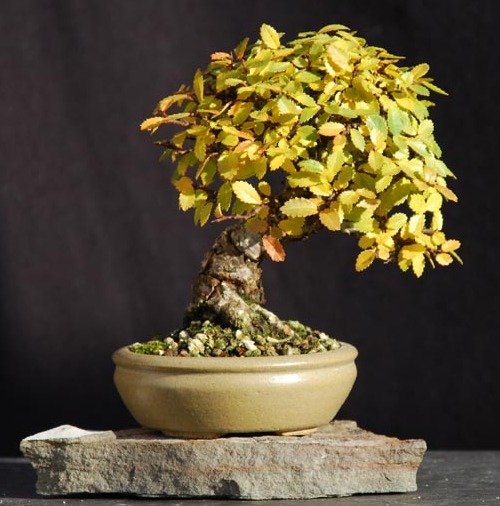 nirekeyaki bonsai shohin
