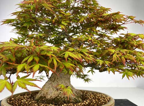 tronco bonsai arce japones