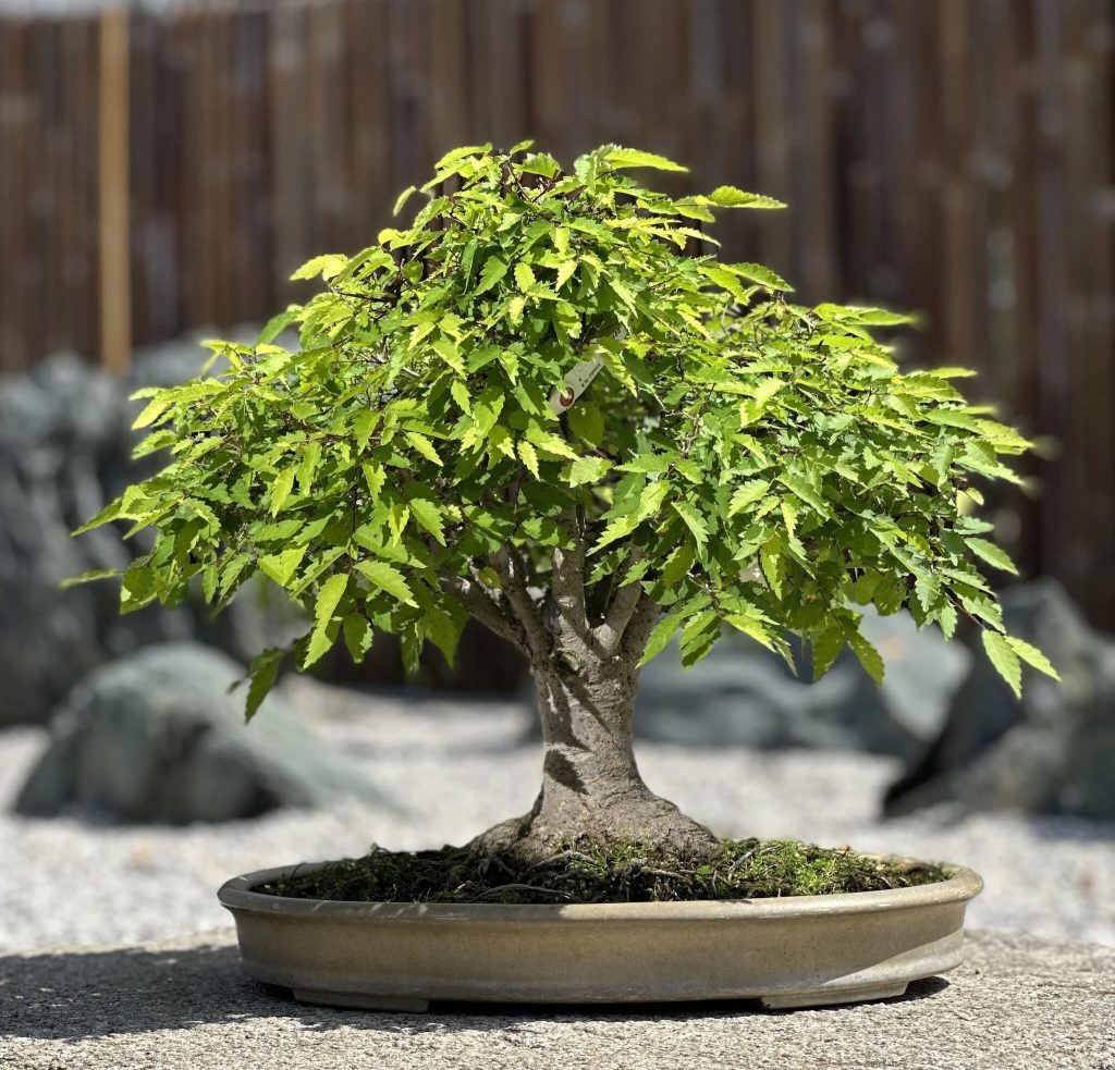 zelkova nire bonsai