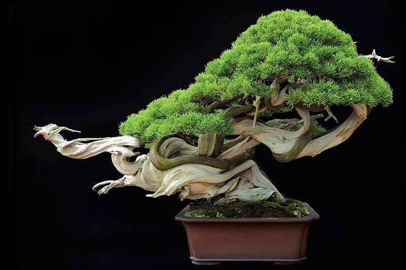 Partes del bonsai shari i jin