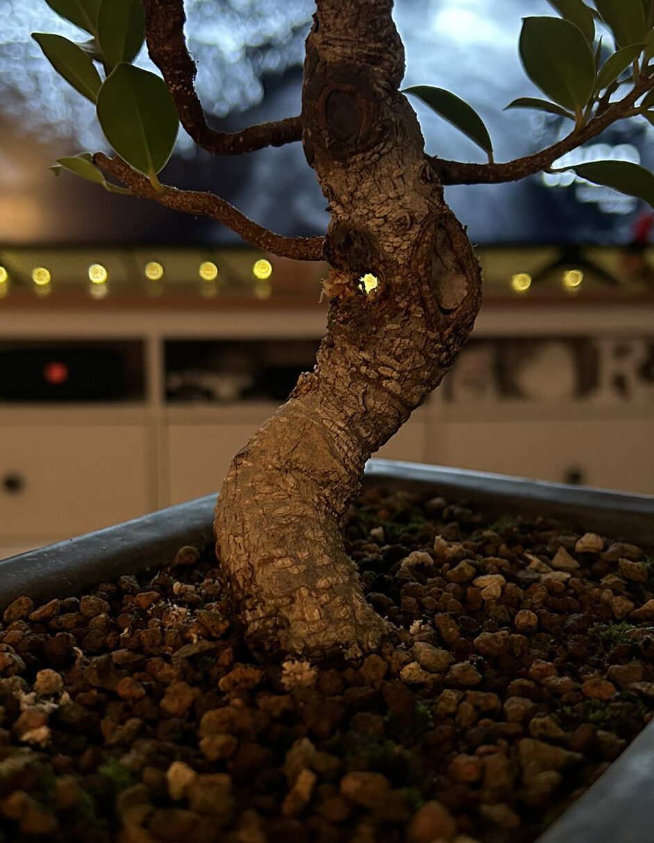 agujero injerto bonsai