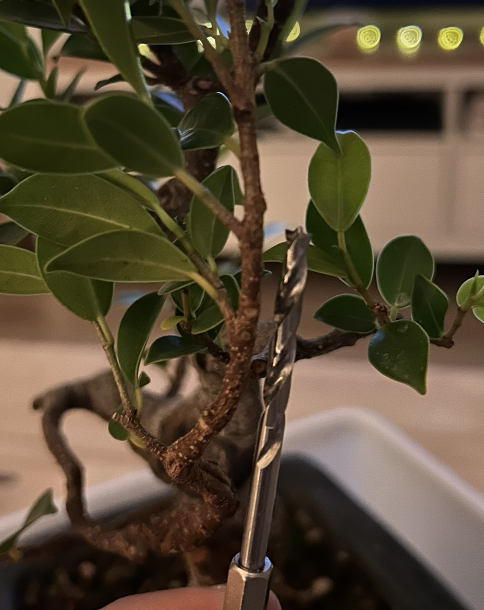 broca injerto bonsai
