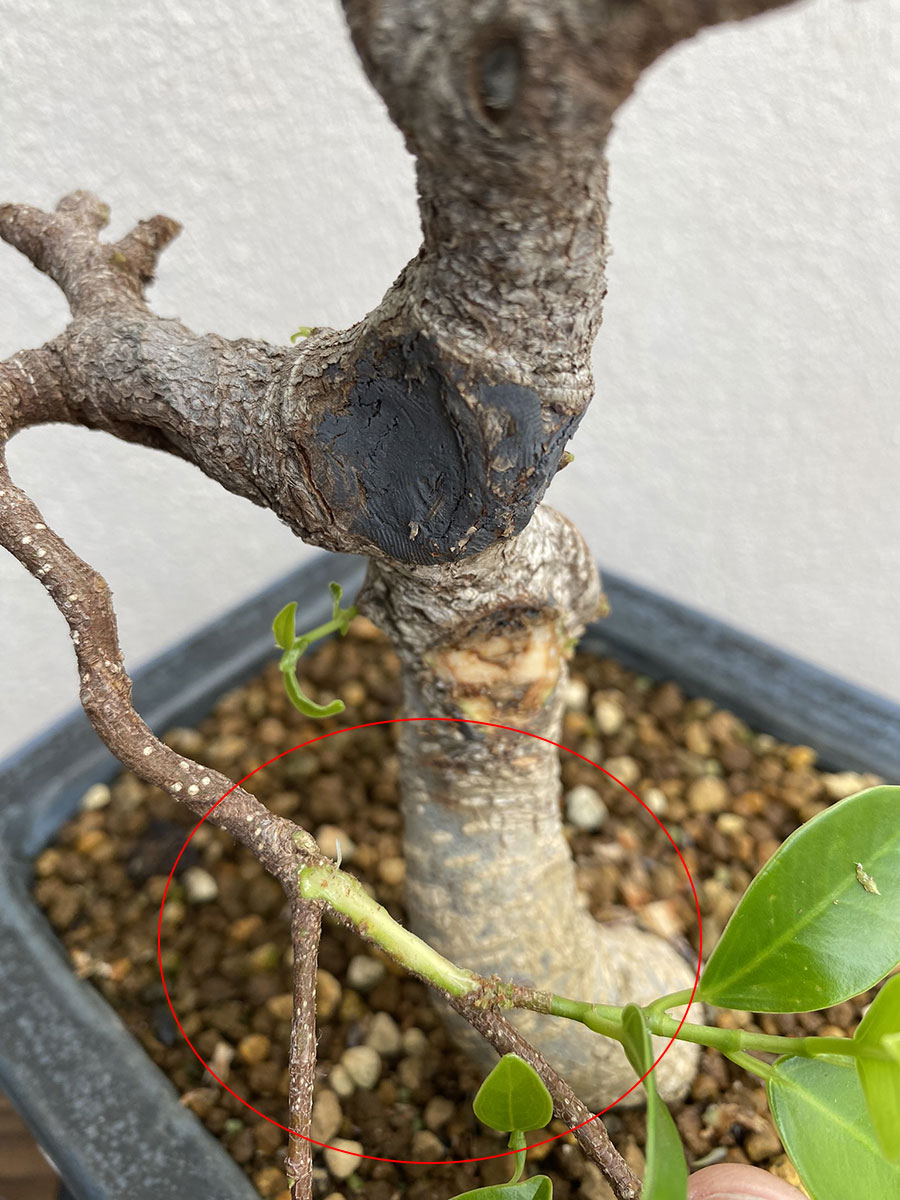 cambium rama injertada bonsai