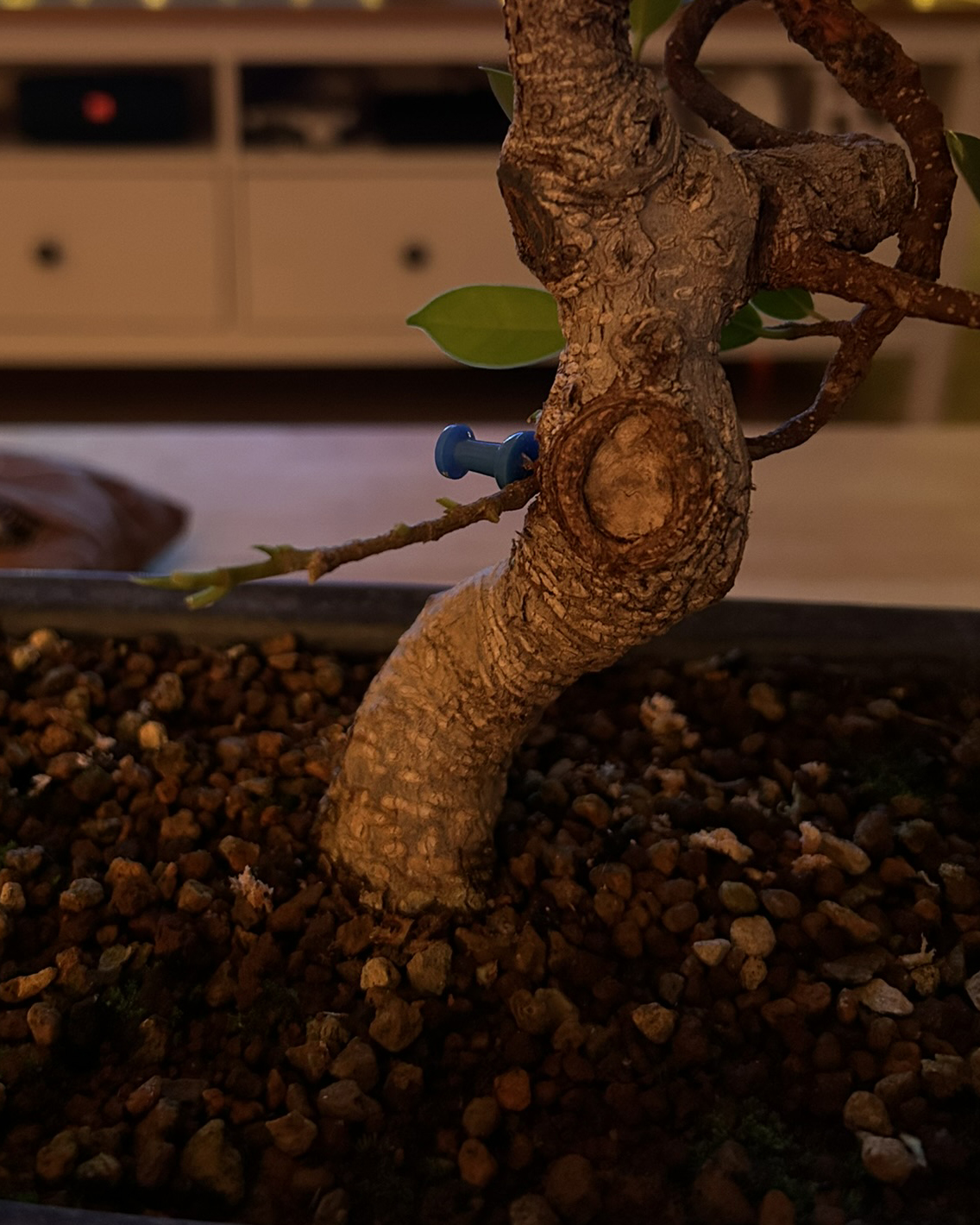 como fijar rama injerto bonsai