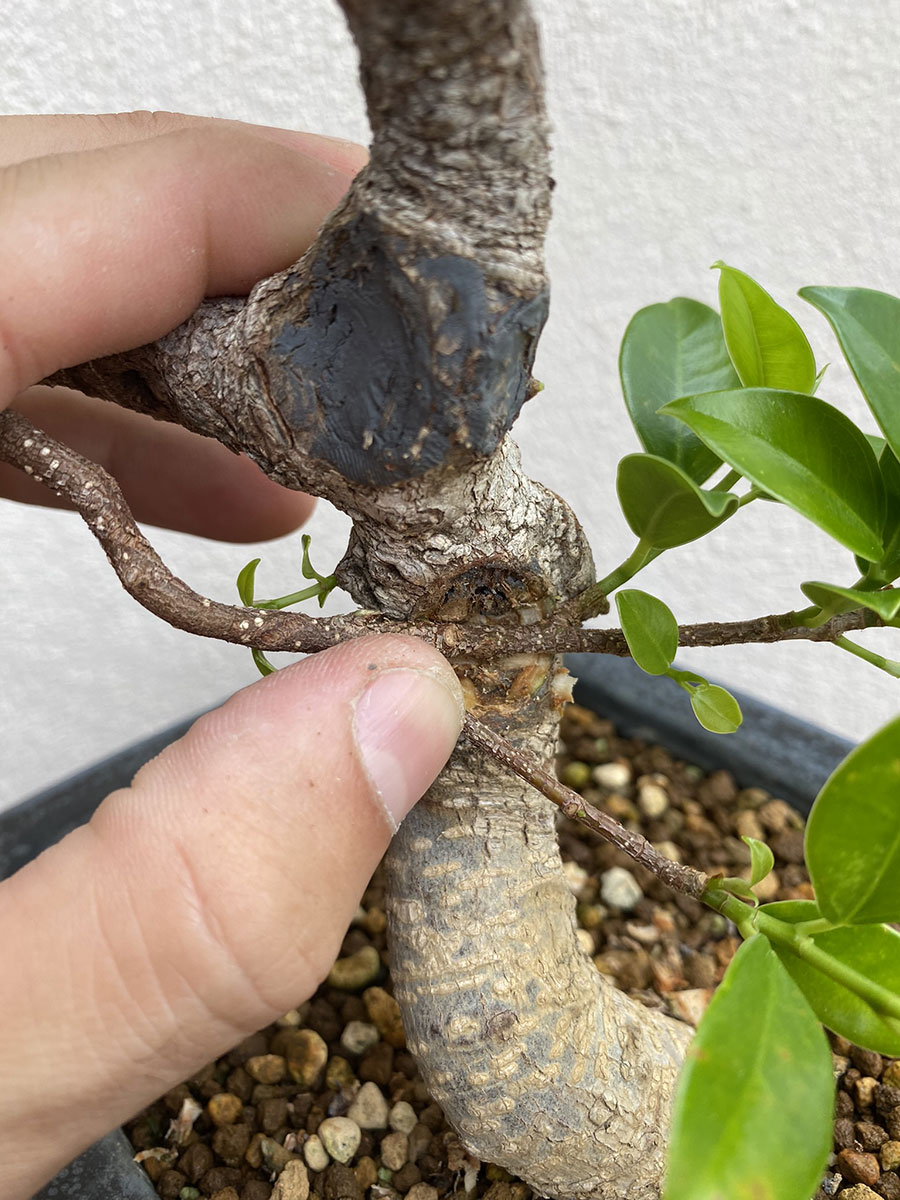 como hacer injerto bonsai por aproximacion