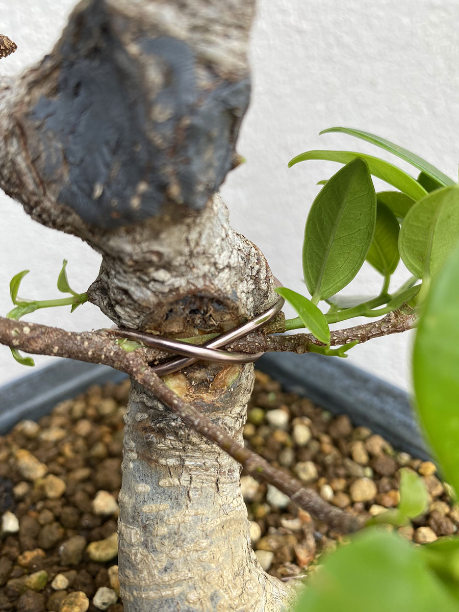 fijacion rama injertada bonsai