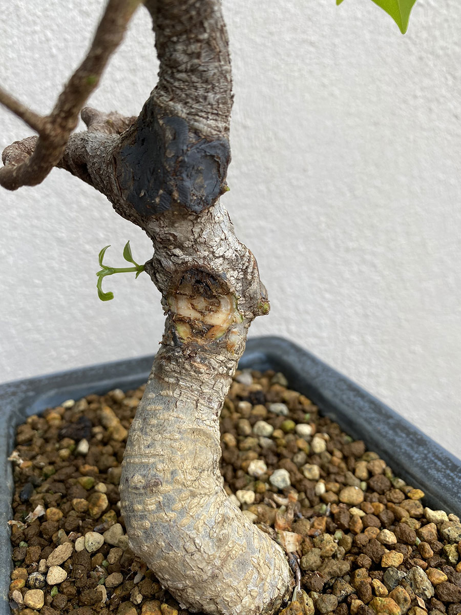 injerto aproximacion bonsai