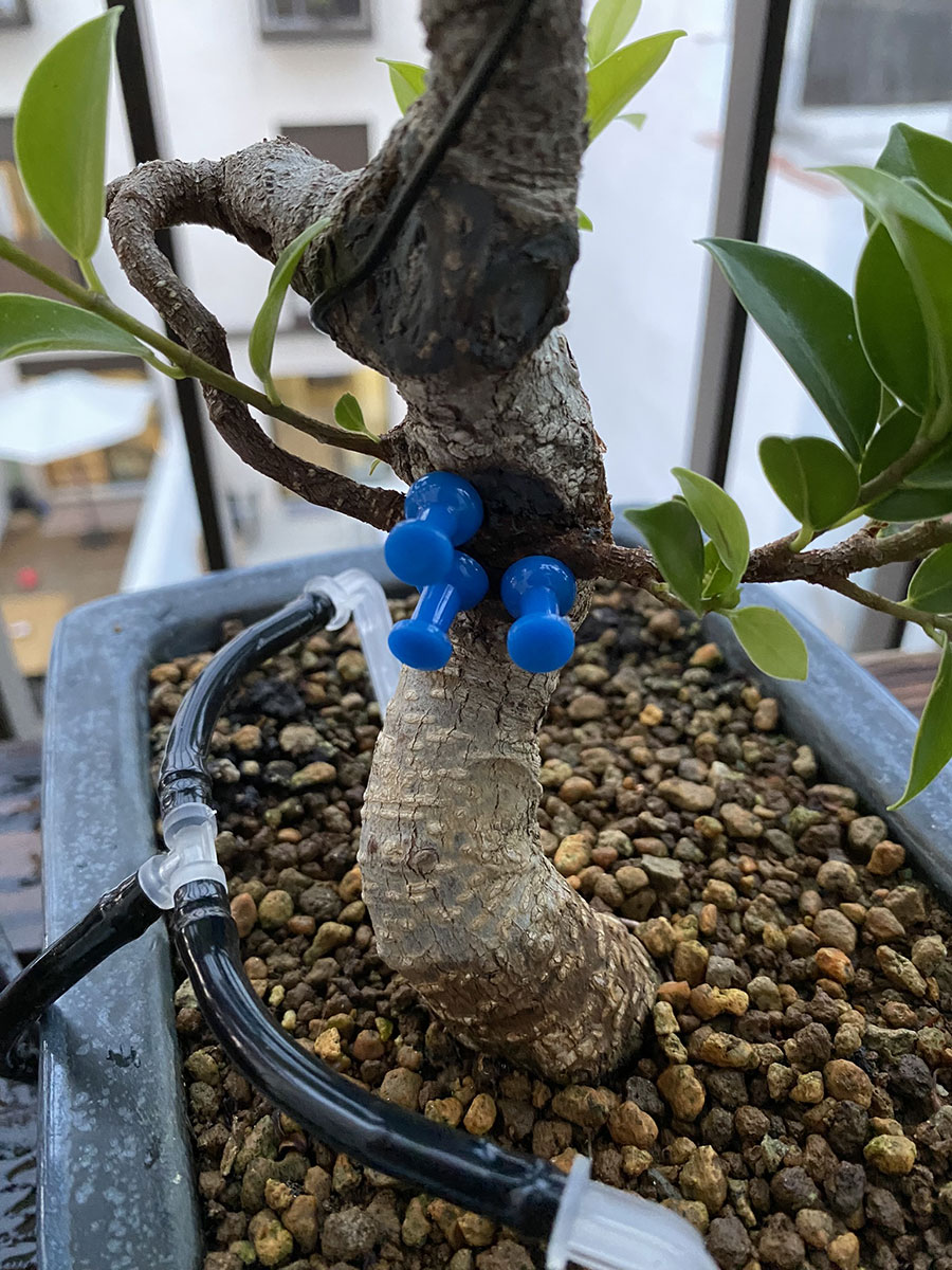 rama bonsai injertada por aproximacion