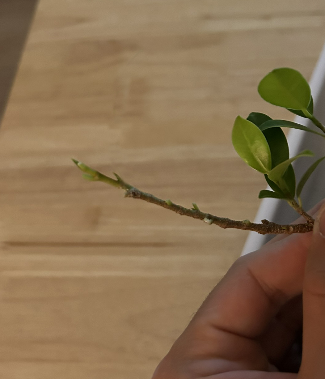 rama defoliada injerto bonsai