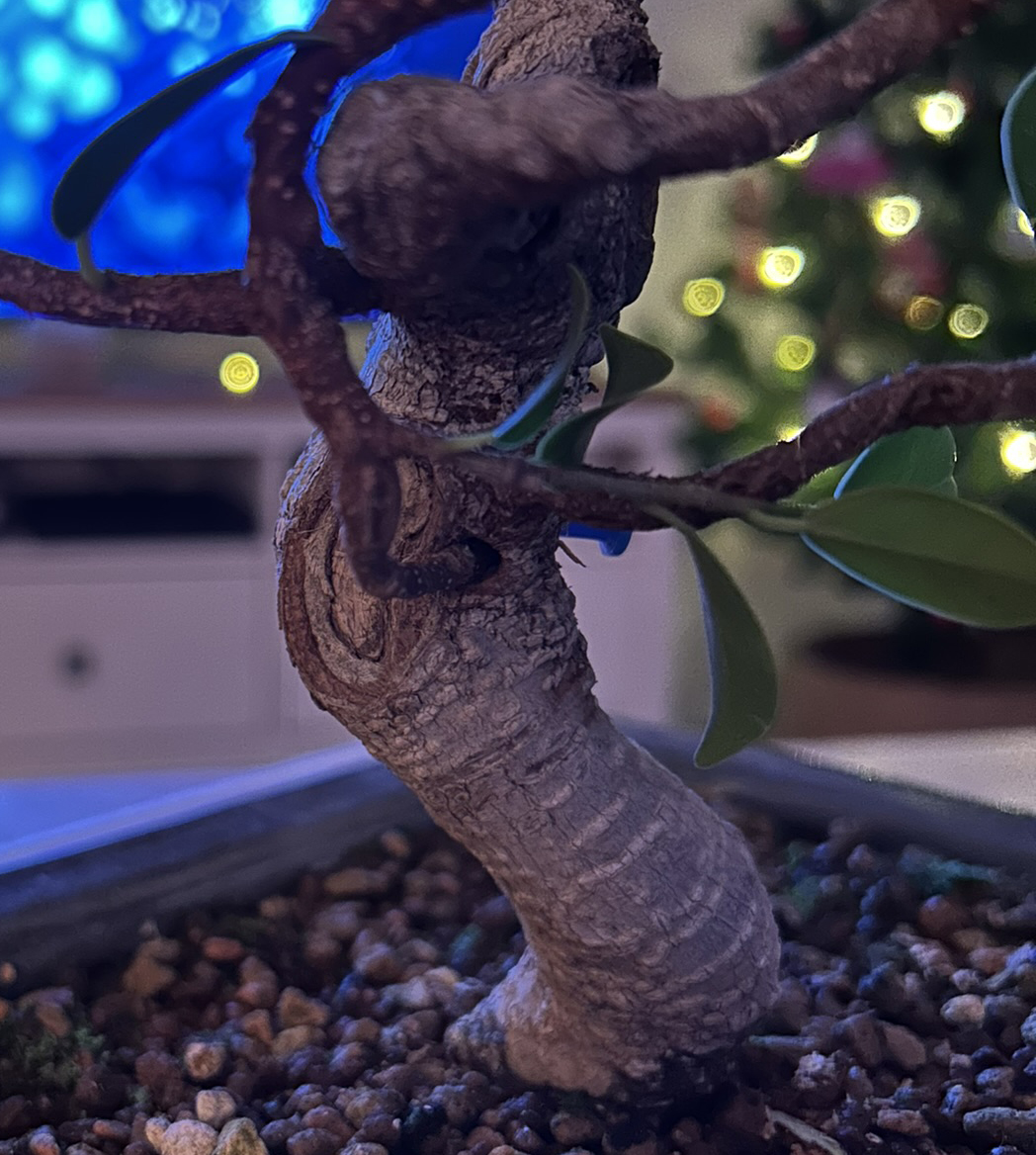 rama injertada bonsai
